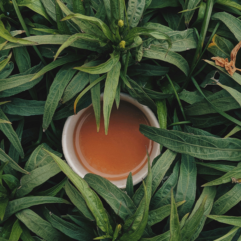 Citytoptea Iamge1